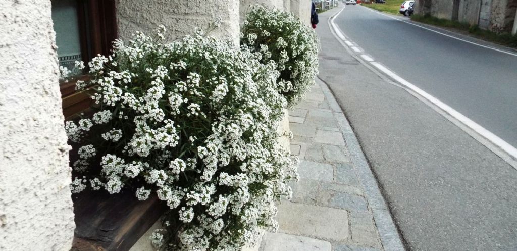 Lobularia maritima  (Brassicaceae)