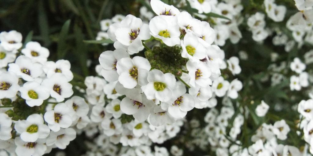 Lobularia maritima  (Brassicaceae)