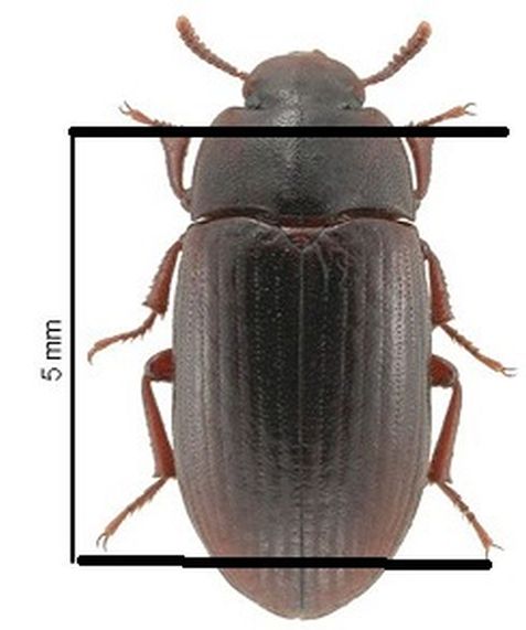 Alphitobius diaperinus (Tenebrionidae)