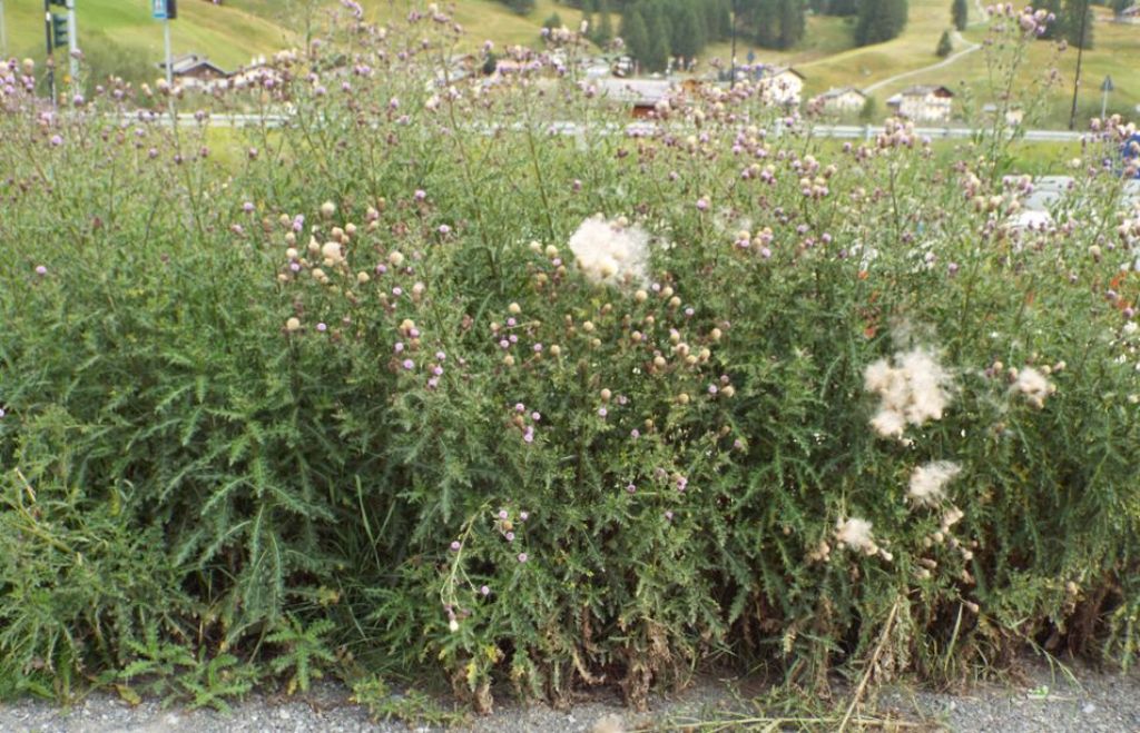 Cirsium?  Si, Cirsium arvense