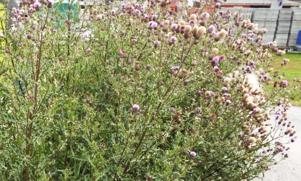 Cirsium?  Si, Cirsium arvense