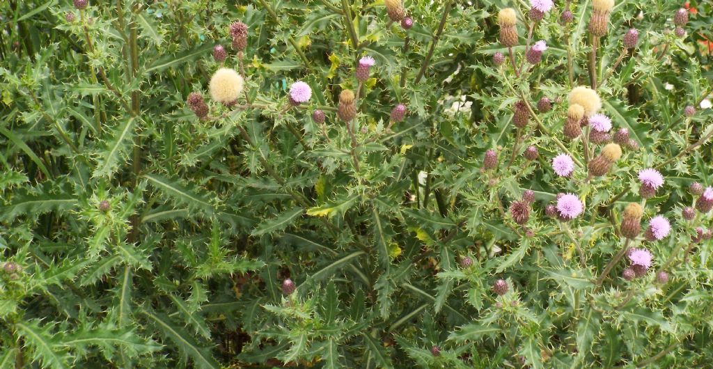 Cirsium?  Si, Cirsium arvense