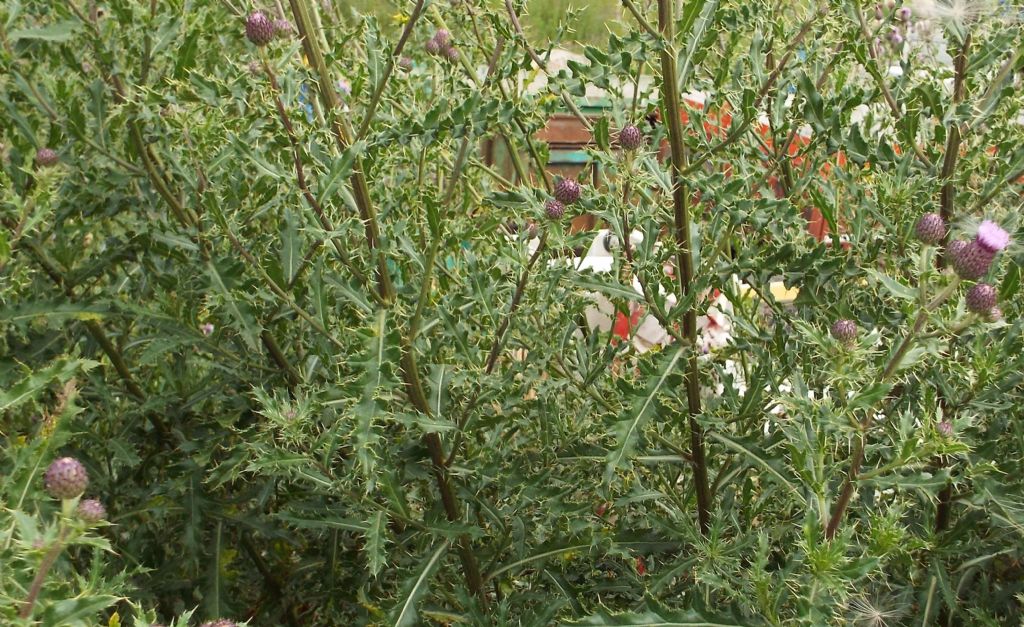 Cirsium?  Si, Cirsium arvense