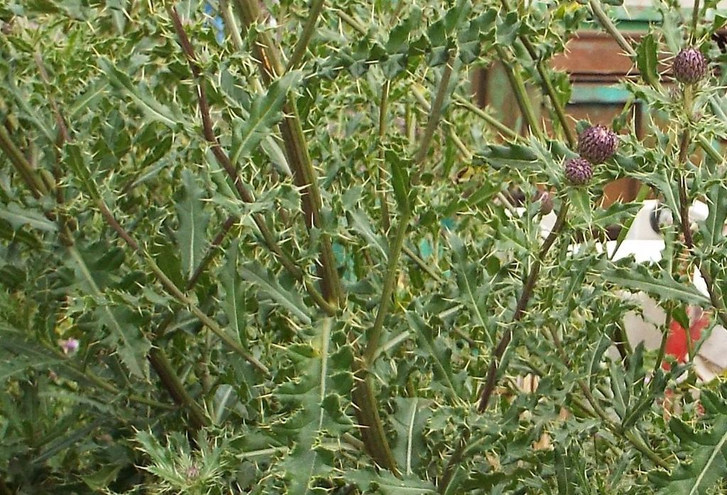 Cirsium?  Si, Cirsium arvense