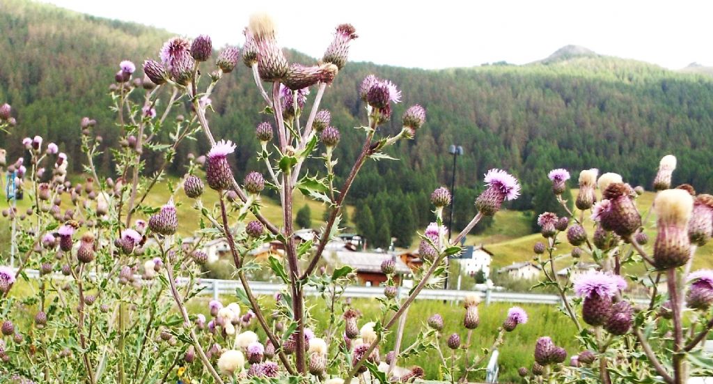 Cirsium?  Si, Cirsium arvense