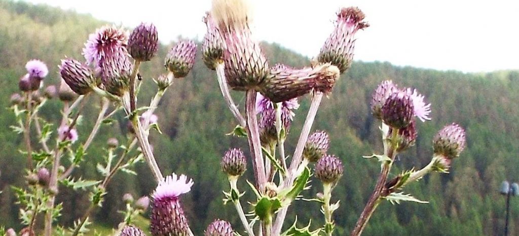 Cirsium?  Si, Cirsium arvense