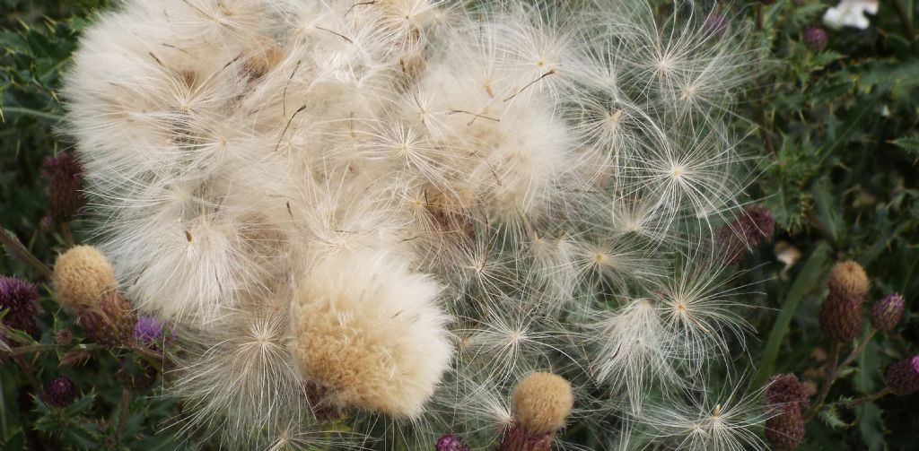 Cirsium?  Si, Cirsium arvense