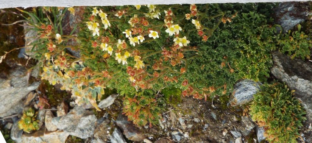 Saxifraga exarata (Saxifragaceae) e  Leucanthemopsis alpina (Asteraceae)
