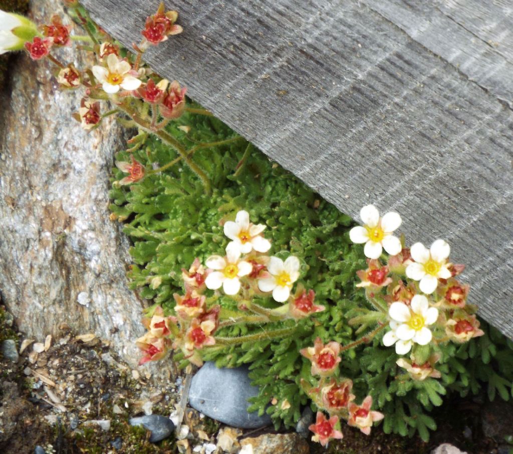 Saxifraga exarata (Saxifragaceae) e  Leucanthemopsis alpina (Asteraceae)