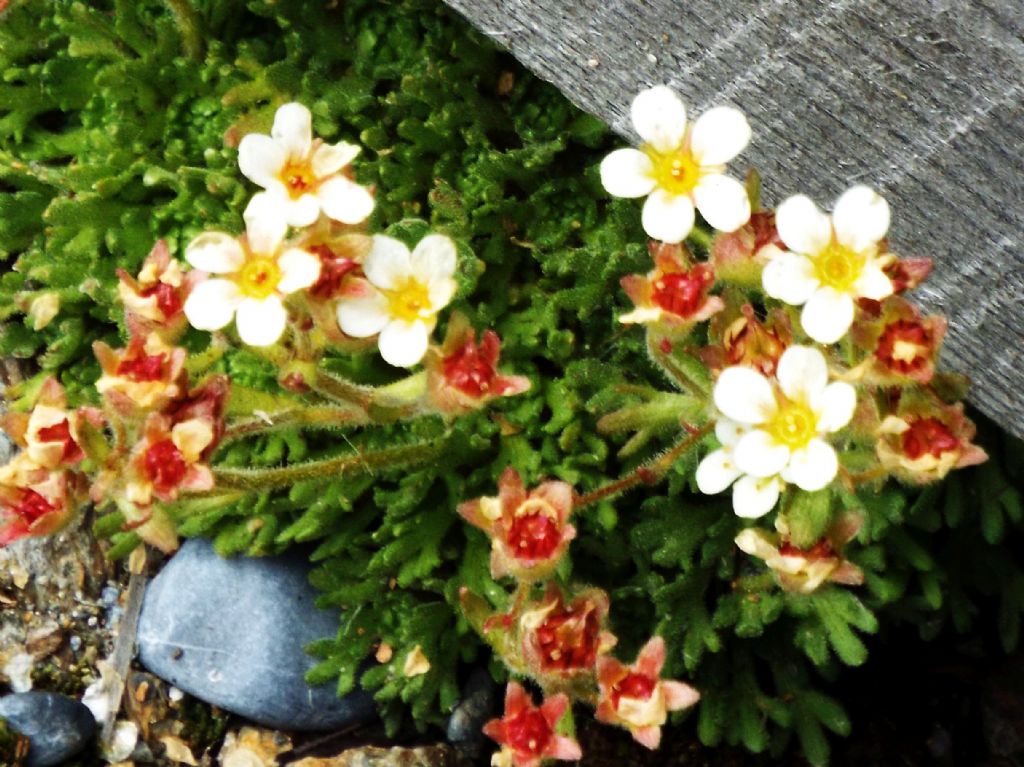 Saxifraga exarata (Saxifragaceae) e  Leucanthemopsis alpina (Asteraceae)