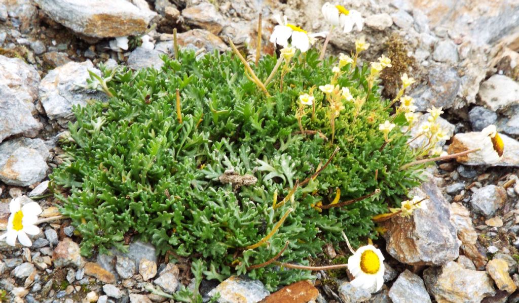 Saxifraga exarata (Saxifragaceae) e  Leucanthemopsis alpina (Asteraceae)