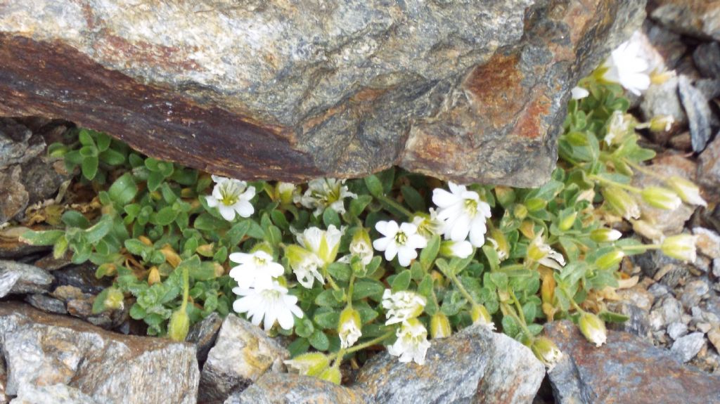 Cerastium sp.  (C. latifolium o C. uniflorum), Caryophyllaceae