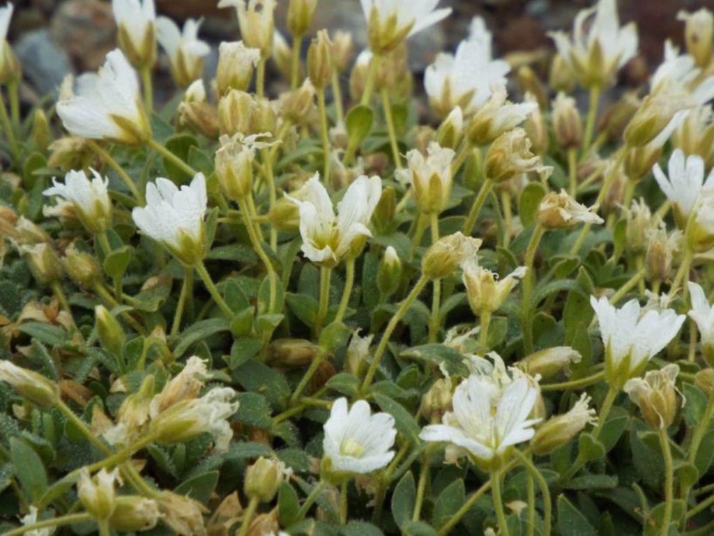 Cerastium sp.  (C. latifolium o C. uniflorum), Caryophyllaceae