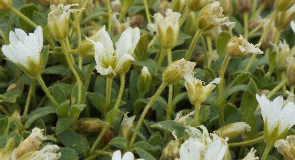 Cerastium sp.  (C. latifolium o C. uniflorum), Caryophyllaceae