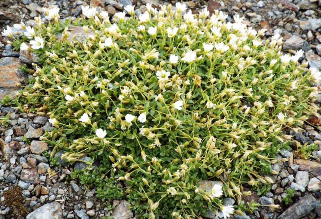 Cerastium sp.  (C. latifolium o C. uniflorum), Caryophyllaceae