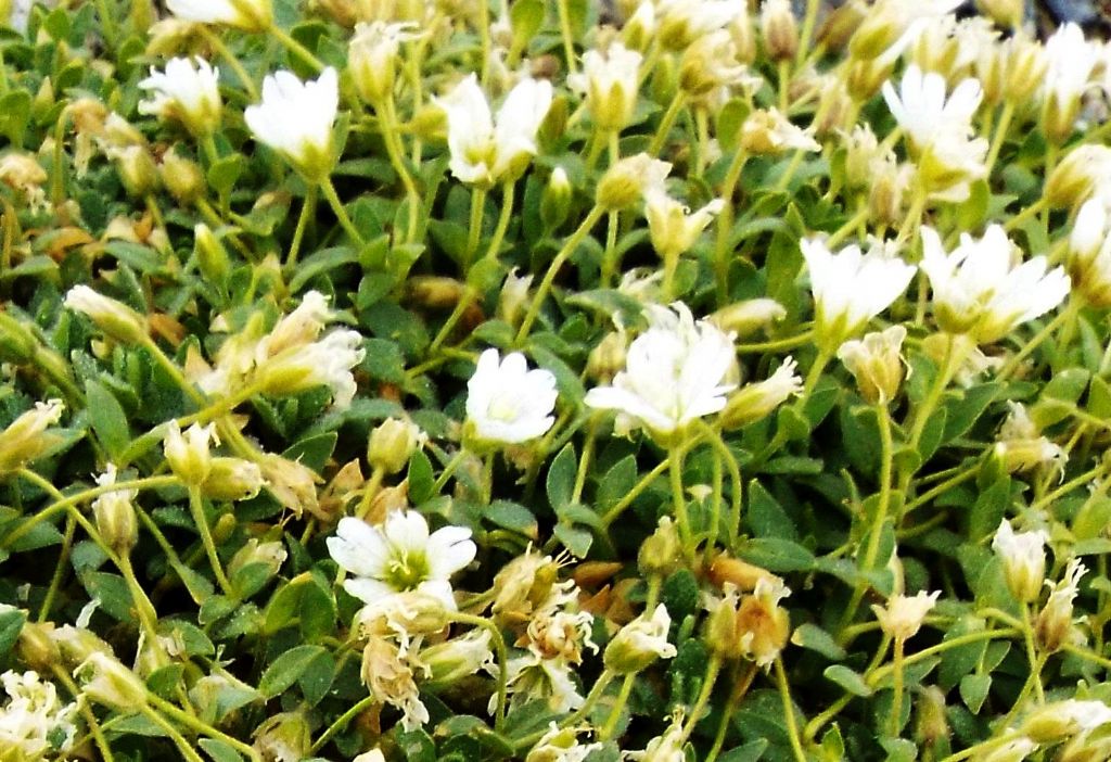 Cerastium sp.  (C. latifolium o C. uniflorum), Caryophyllaceae