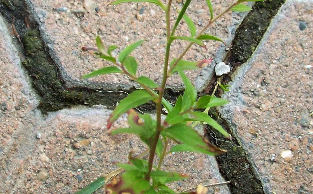 Quale Epilobium ?