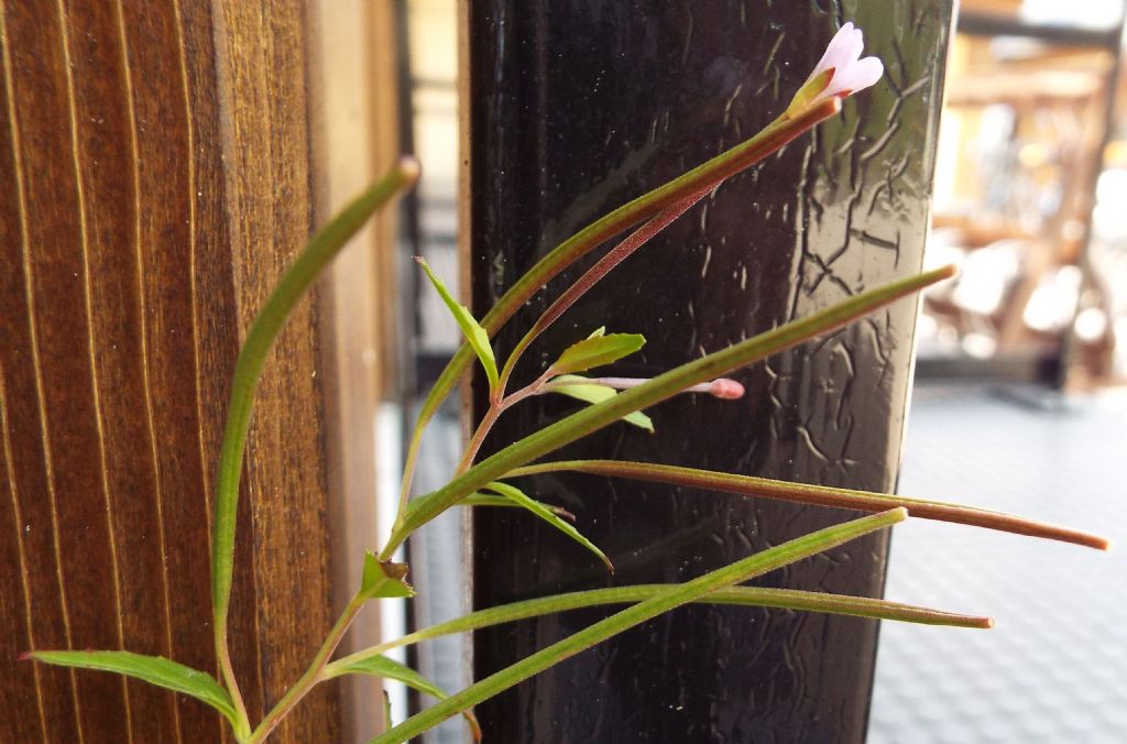 Quale Epilobium ?