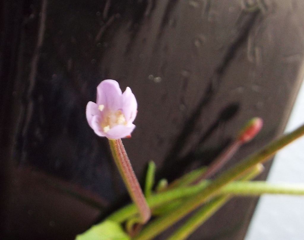 Quale Epilobium ?