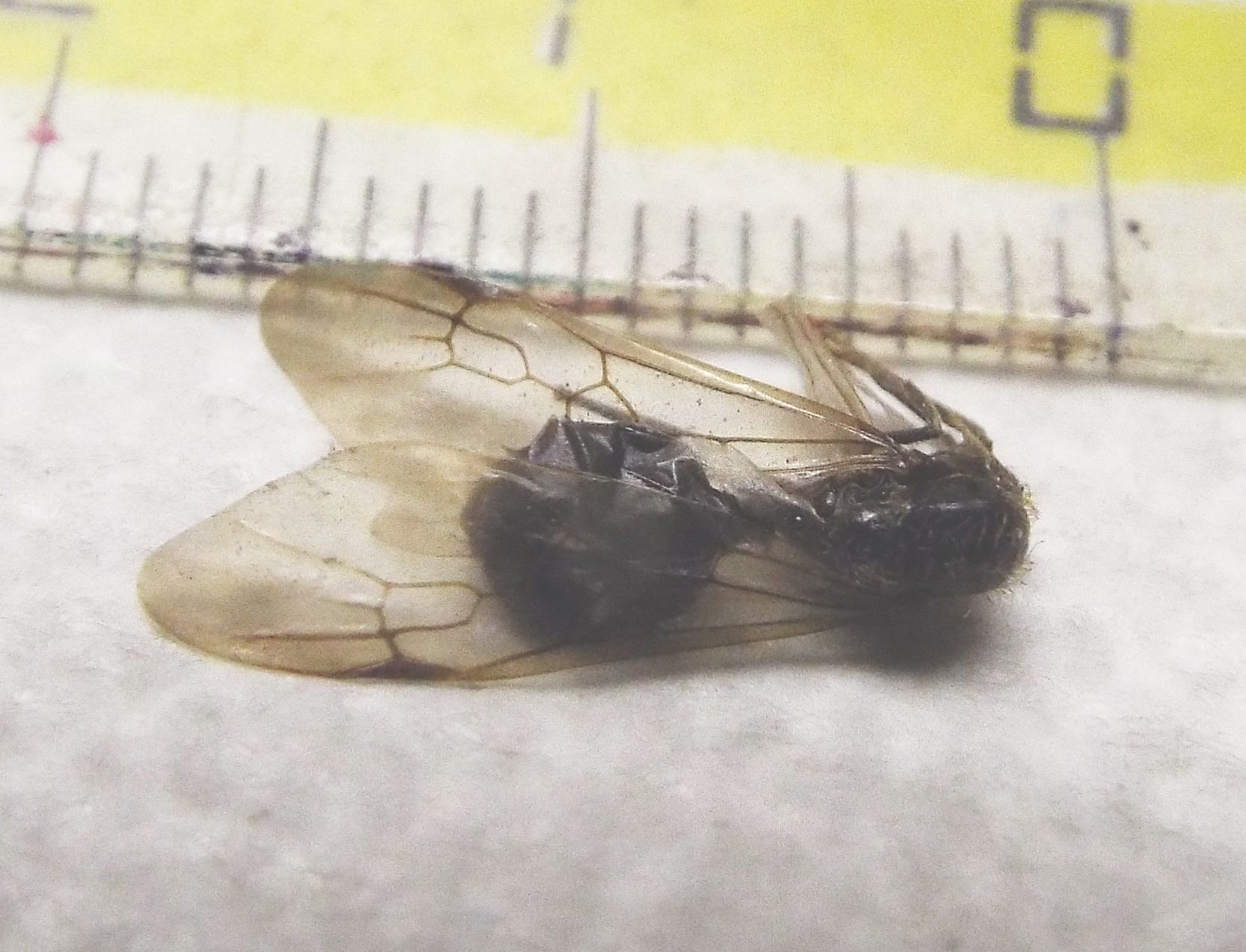 Formicidae, maschio:  cfr. Messor sp.