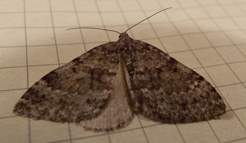 Tutte Entephria sp.?  S !  (E. cfr. caesiata ?)