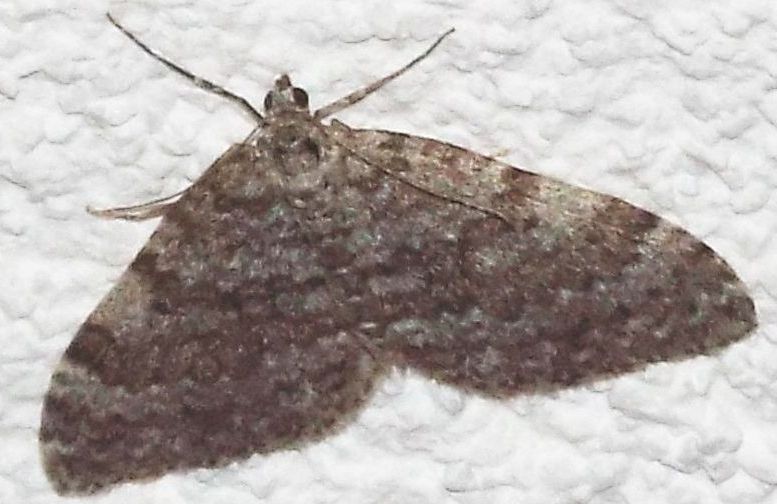 Tutte Entephria sp.?  S !  (E. cfr. caesiata ?)
