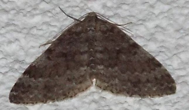 Tutte Entephria sp.?  S !  (E. cfr. caesiata ?)