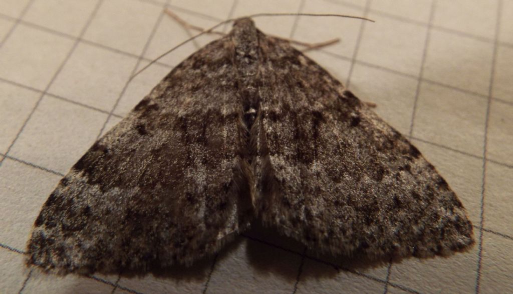 Tutte Entephria sp.?  S !  (E. cfr. caesiata ?)