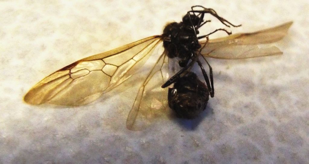 Formicidae, maschio:  cfr. Messor sp.