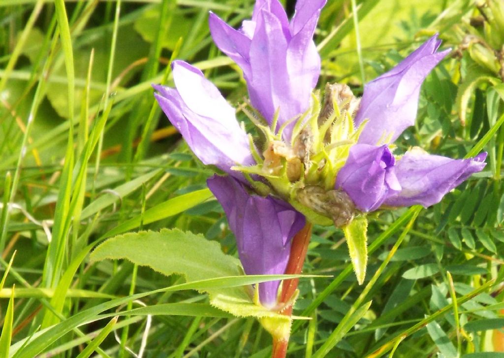 Campanula?  S, Campanula glomerata