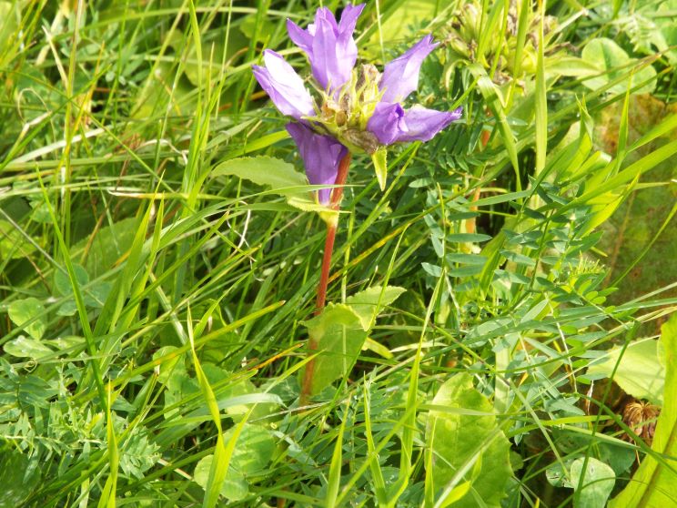Campanula?  S, Campanula glomerata