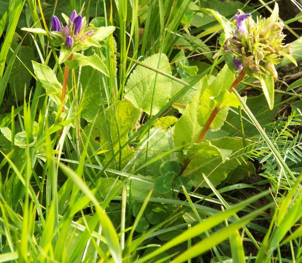 Campanula?  S, Campanula glomerata