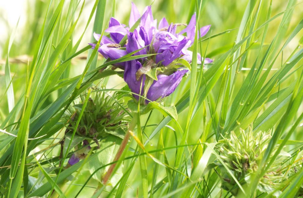 Campanula?  S, Campanula glomerata