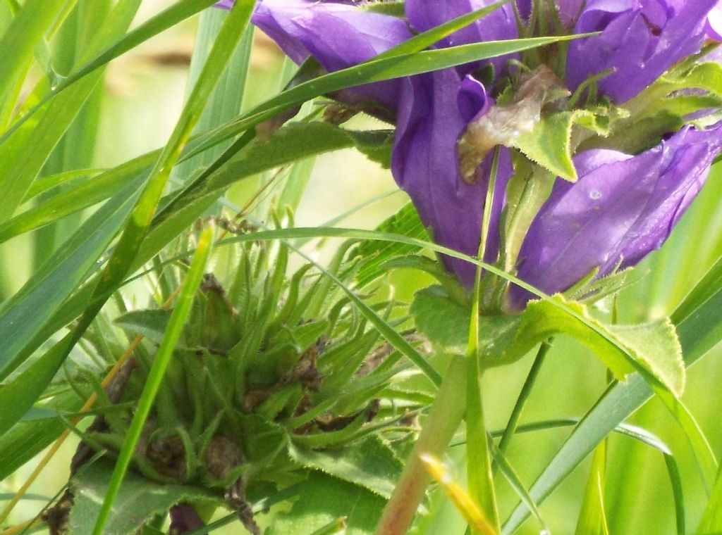 Campanula?  S, Campanula glomerata