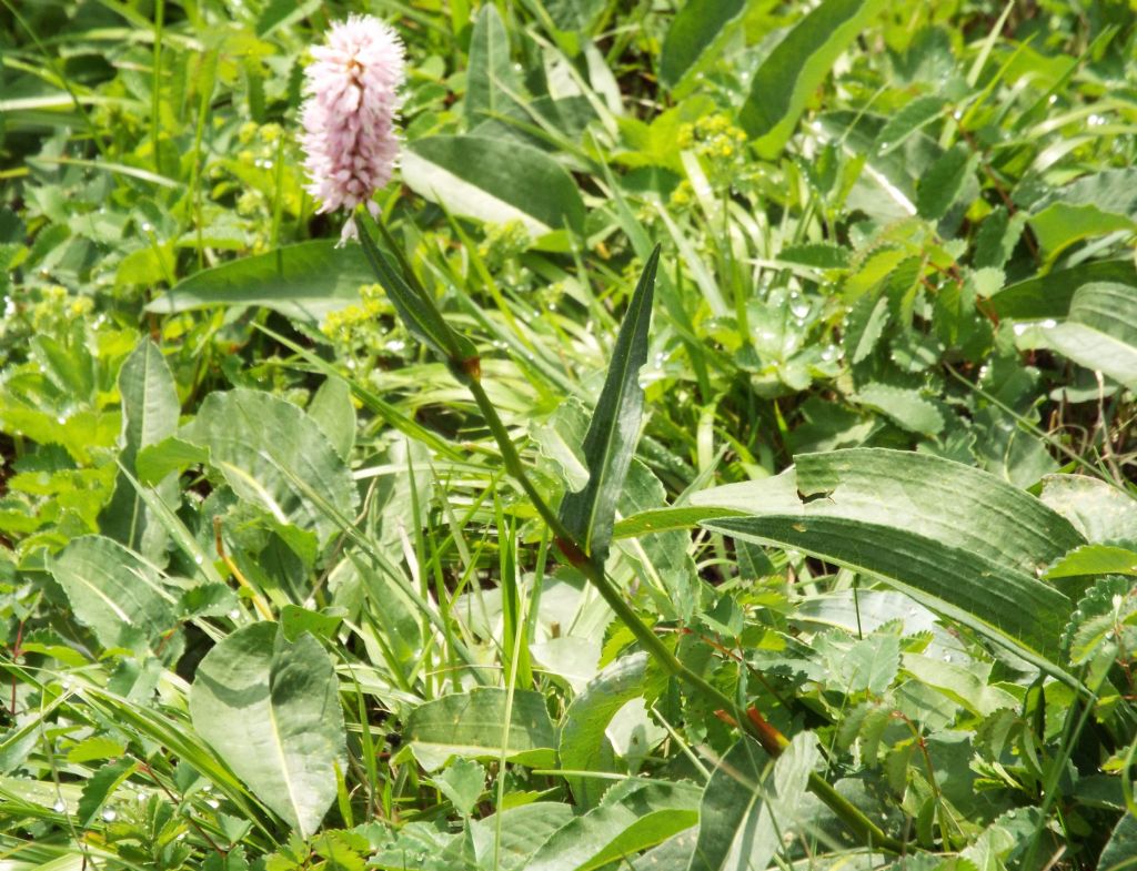 Bistorta officinalis (ex Polygonum bistorta), Polygonaceae