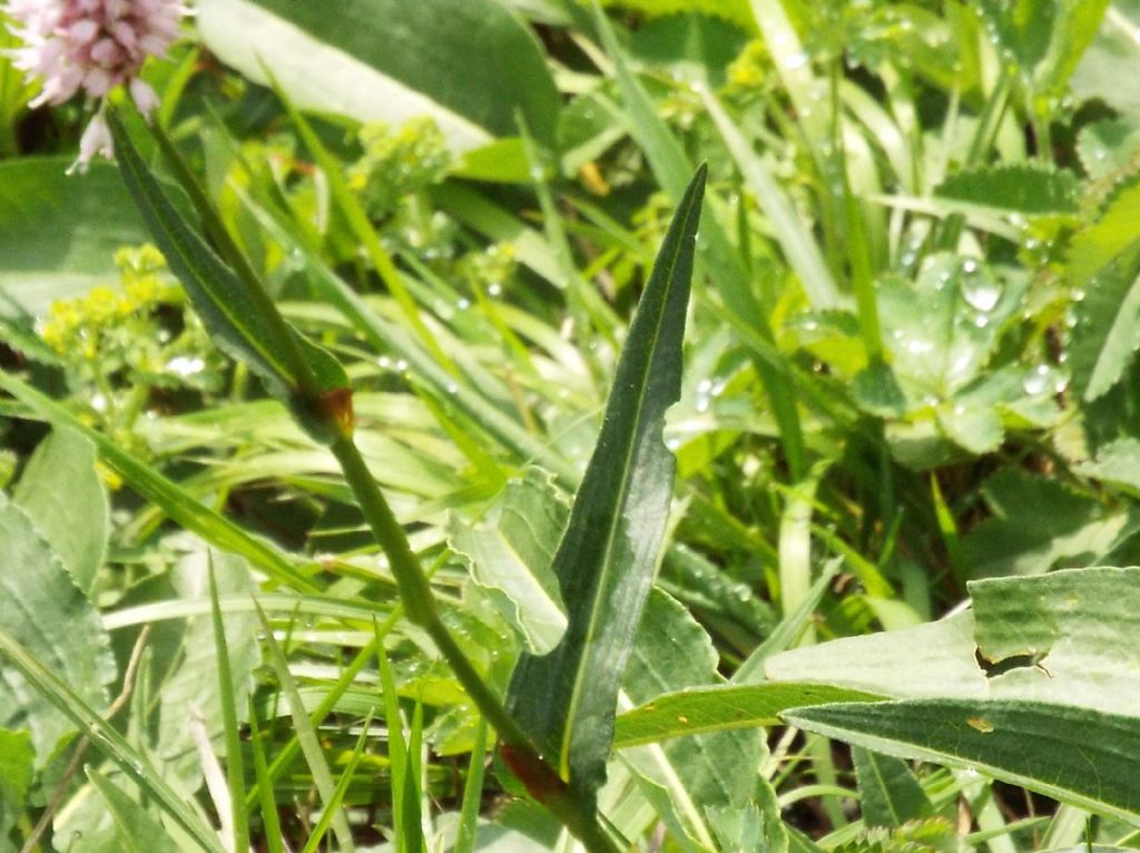 Bistorta officinalis (ex Polygonum bistorta), Polygonaceae