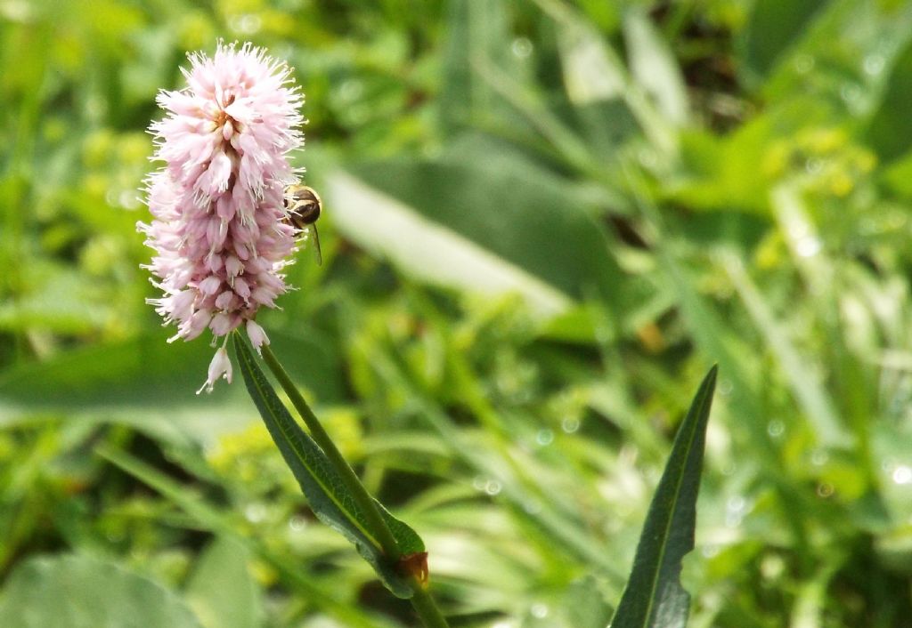 Bistorta officinalis (ex Polygonum bistorta), Polygonaceae