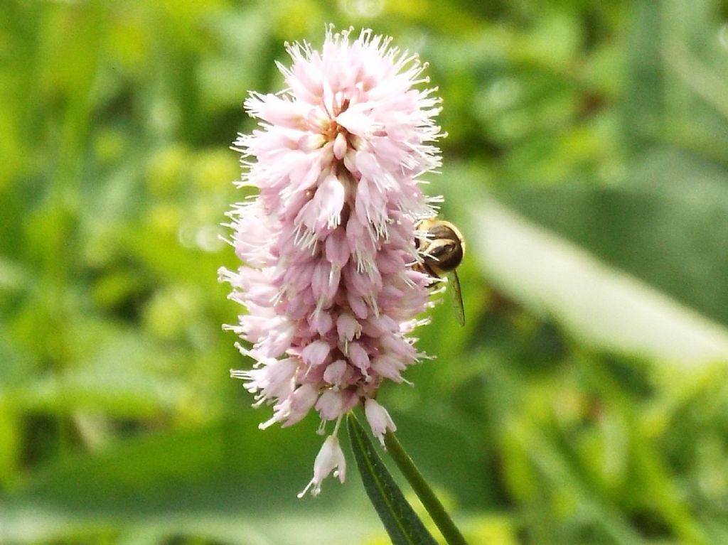 Bistorta officinalis (ex Polygonum bistorta), Polygonaceae