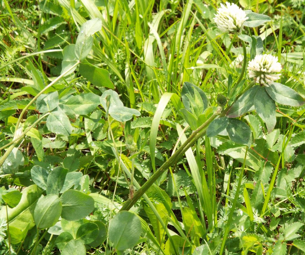 Trifolium pratense subsp. nivale / Trifoglio nivale