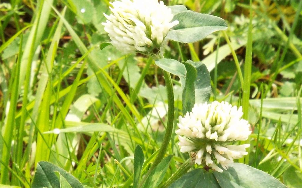 Trifolium pratense subsp. nivale / Trifoglio nivale