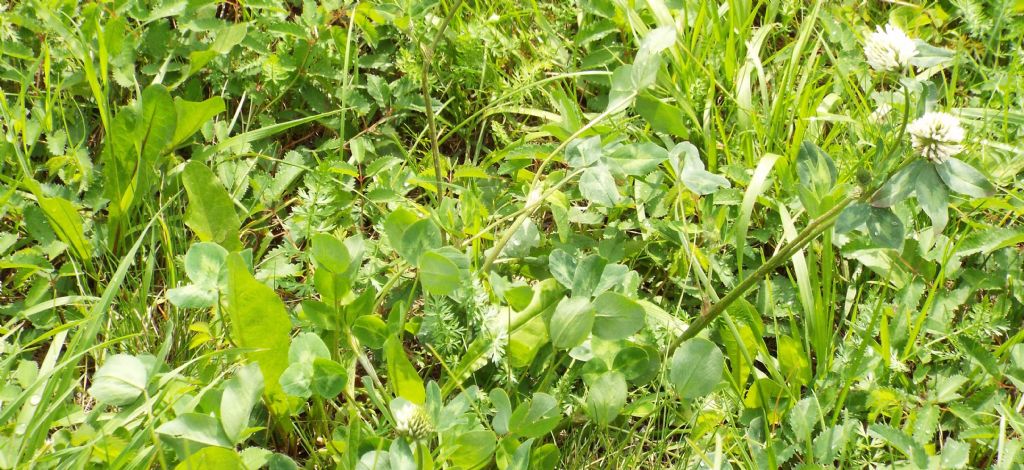 Trifolium pratense subsp. nivale / Trifoglio nivale