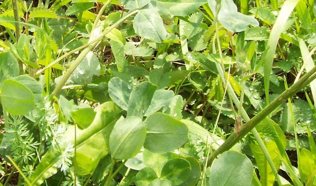 Trifolium pratense subsp. nivale / Trifoglio nivale
