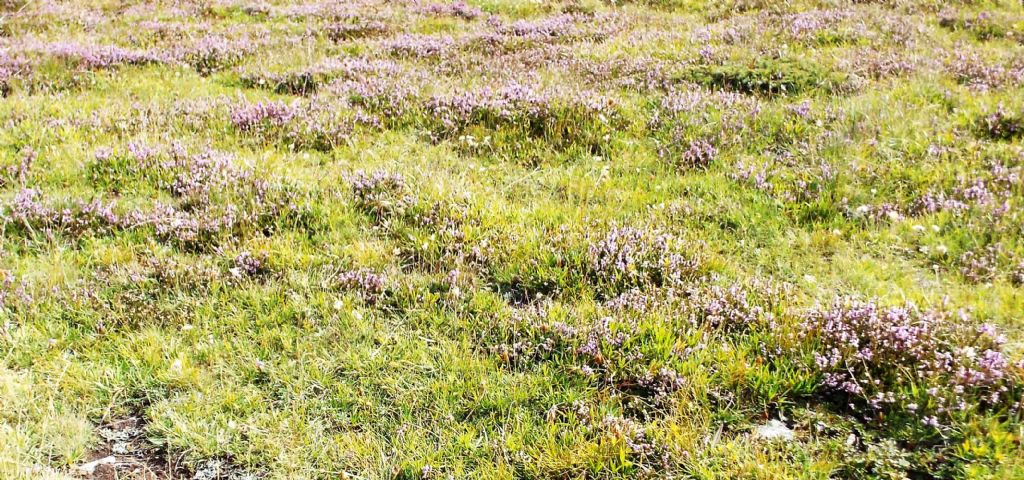 Ancora Calluna vulgaris?  S !