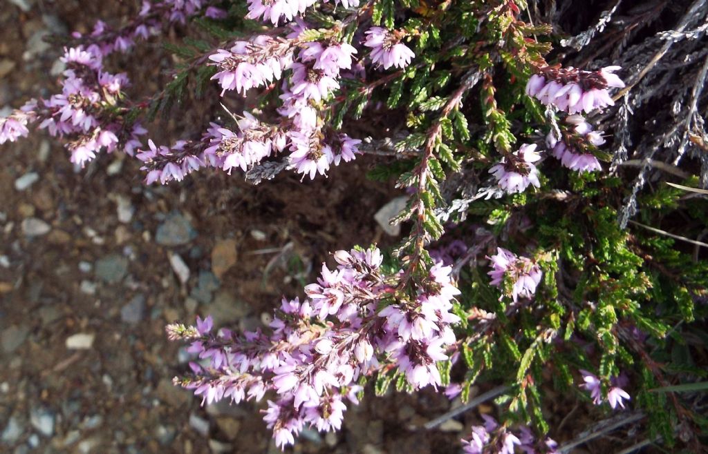 Ancora Calluna vulgaris?  S !