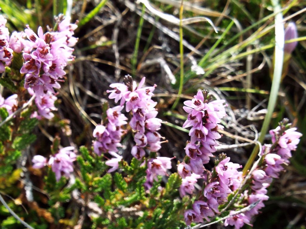 Ancora Calluna vulgaris?  S !