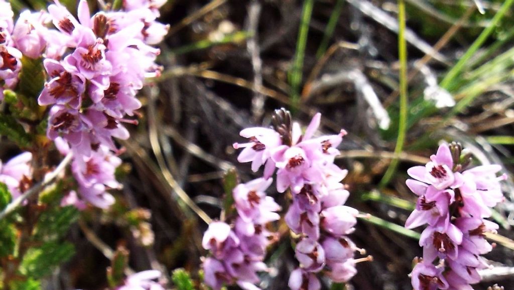 Ancora Calluna vulgaris?  S !