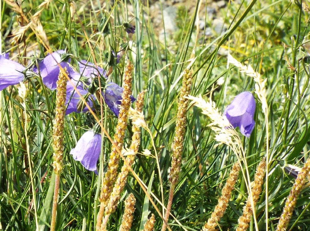 Campanula scheuchzeri