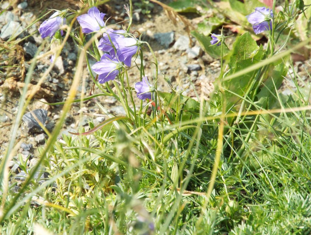 Campanula scheuchzeri