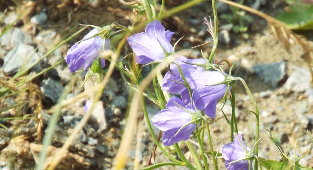 Campanula scheuchzeri