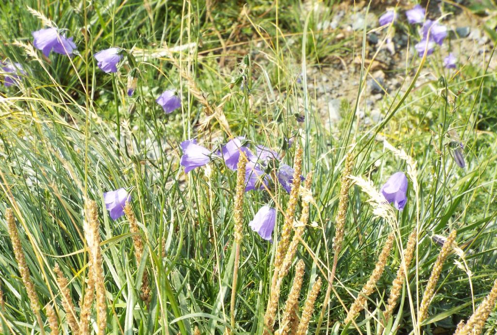 Campanula scheuchzeri